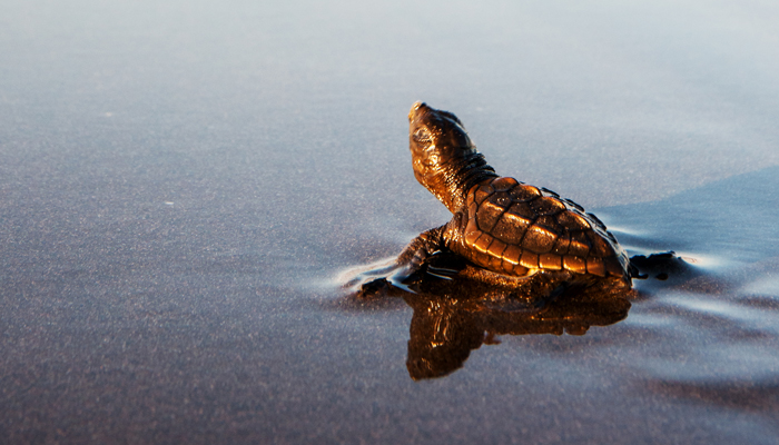 turtle approved lighting